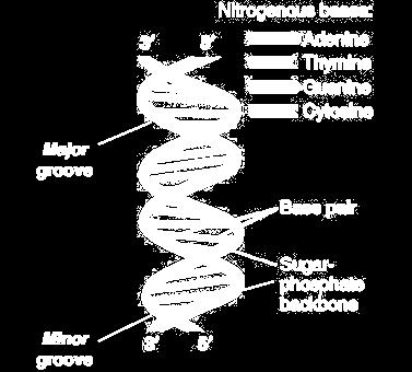 Epigenetica Een DNA-molecuul is opgebouwd uit vier verschillende bouwstenen, door deze bouwstenen in een bepaalde volgorde te zetten worden er erfelijke eigenschappen in een code opgeslagen.
