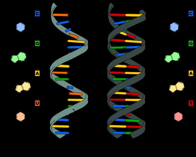 In de chromosoom ligt DNA (desoxyribonucleinezuur). Dit DNA omringt een eiwit, verder is het spiraalsgewijs opgebouwd.