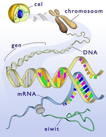 boodschapper RNA