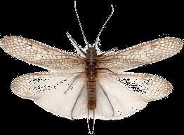 2. Insecten Er zijn wel 1 miljoen soorten insecten. Ze lijken soms niet op elkaar. Je kunt een insect goed herkennen.