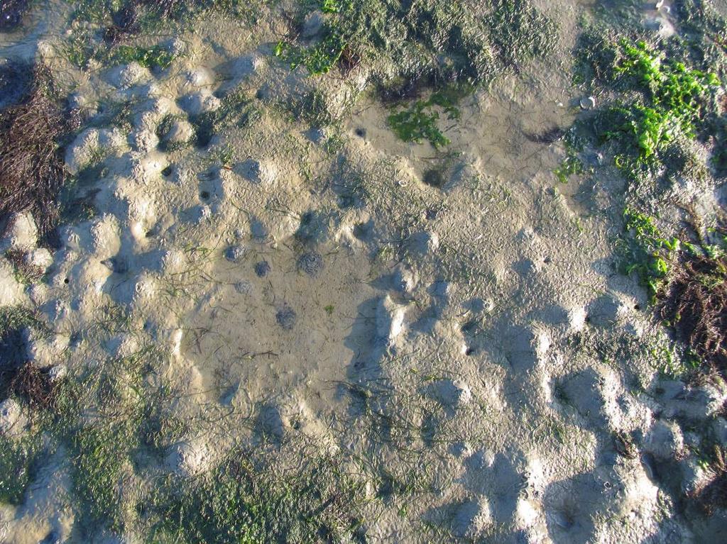 Foto 3: Kuilen en sporen in de zeegrasplaggen (hier in Plot 21) zijn algemeen, en duiden op vraat door ganzen (26 september 2008) 3. Mitigatielocaties 2008 3a.