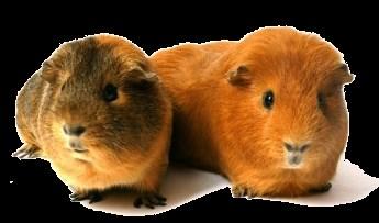 7. De cavia Een cavia leeft ook in