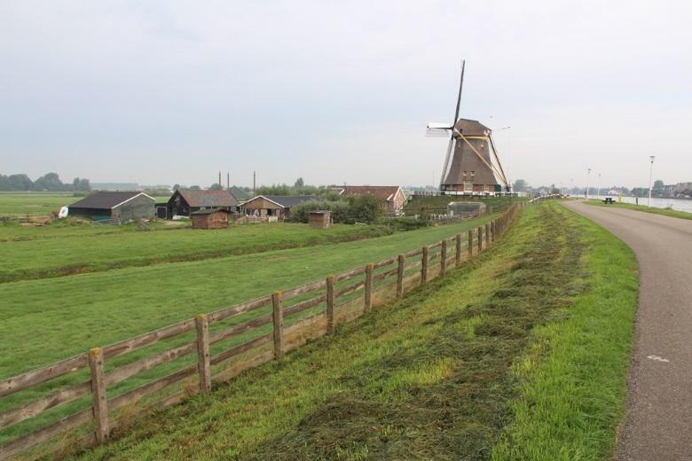 De bermen langs Heimansbuurt en s-molenaarspad (Figuur1) die naar en voorbij de molen lopen zijn vanuit perspectief voor wilde bijen in de huidige situatie minder geschikt.