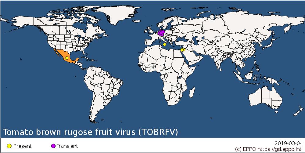 2 Verdere meldingen van ToBRFV In de Global database van de European Plant Protection Organisation (EPPO) is een overzicht te vinden van de meldingen van verspreiding van ToBRFV (d.d. 04-03-2019); (https://gd.