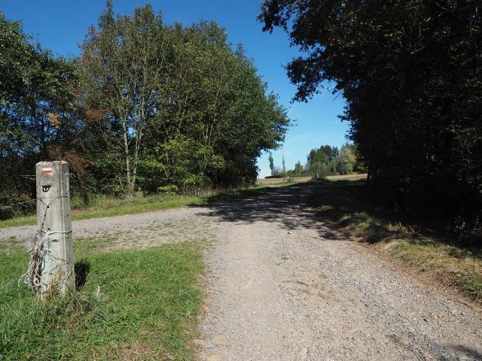 Nu gaat het afdalen door een donker strookje bos, maar al snel eindigt het voor een breder stenig pad aan de rand van het bos.