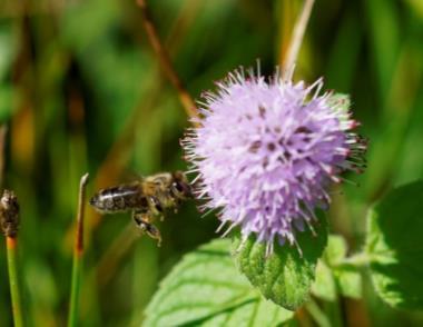 nectarplant; Microklimaat.