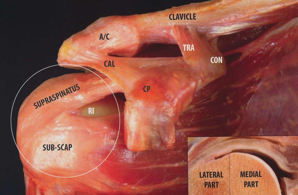 Anatomie: