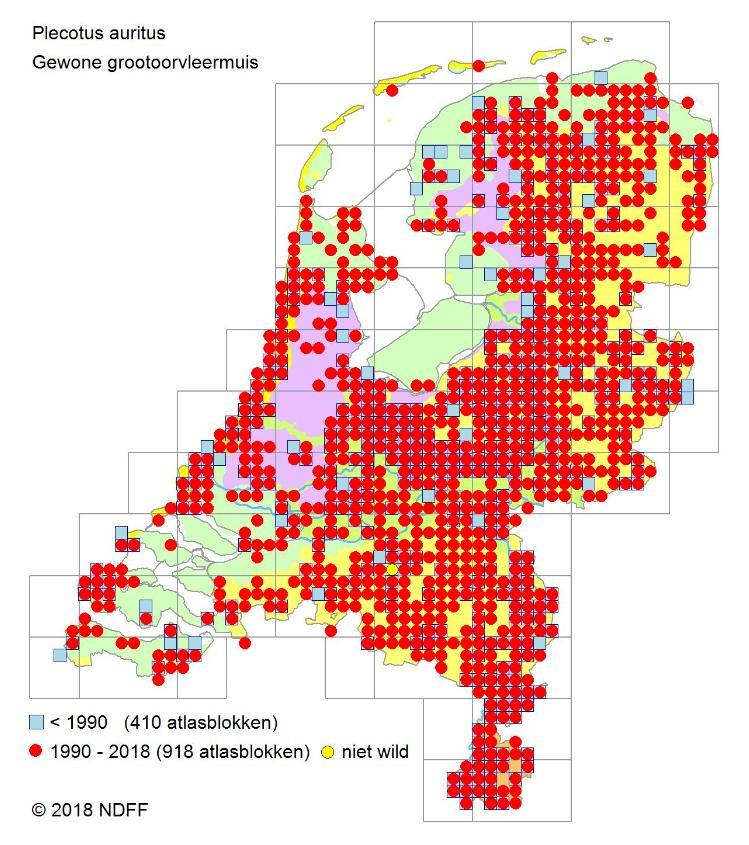 Verspreidingsgebied De gewone grootoorvleermuis komt verspreid over heel Nederland voor, maar nergens in een groot aantal.