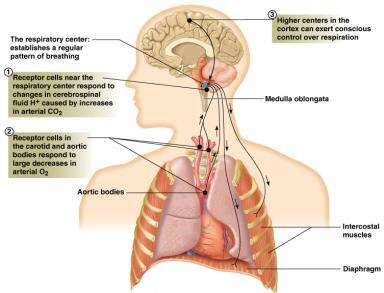 Pathofysiologie van respiratoir falen Respiratoire fysiologie Respiratoire fysiologie
