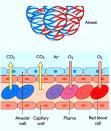Respiratoire fysiologie Respiratoir systeem bestaat uit 2 delen: 1. long: orgaan voor gasuitwisseling 2.