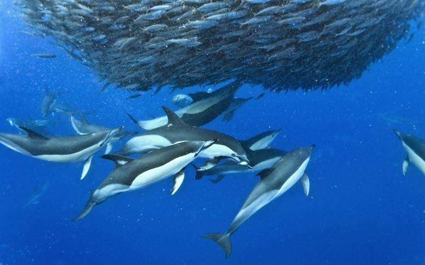 4. De school Praten Dolfijnen leven in scholen. Zo n school bestaat gemiddeld uit ongeveer twaalf dolfijnen. Op plaatsen waar veel voedsel is komen vaak meerdere scholen samen.