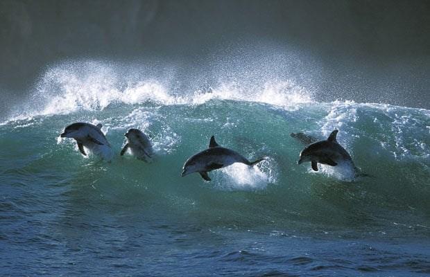 Waarom dolfijnen boven water springen is niet precies duidelijk. Men denkt dat het iets te maken heeft met het opsporen van scholen vissen.