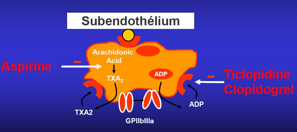 Anti-aggregerende farmaca (APA) Bloedplaatjes ASPIRINE (ASA) CLOPIDOGREL PRASUGREL TICAGRELOR (Ticlopidine) (Dipyridamole) Plavix Clopidogrel Efient Brilique (Ticlid ) (Persantine ) Indicaties: Mono