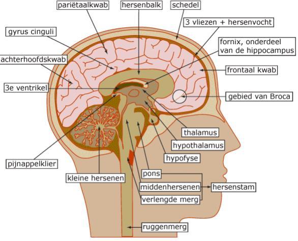 Brain&Spine (2018, april). Anatomy of the Brain. Kleijkers L.