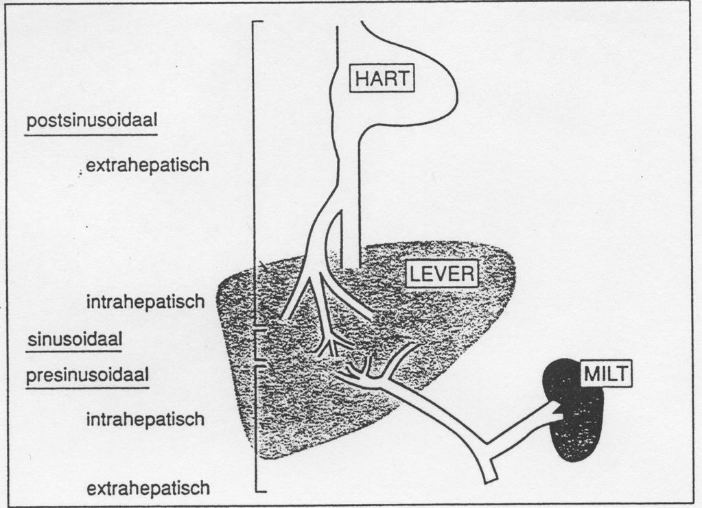 Portale Hypertensie Classificatie Presinusoidaal (congenital,inflammatory, neoplastic, post-surgical) trombose V. Porta, V. Lienalis, V. Mesenterica Sup.