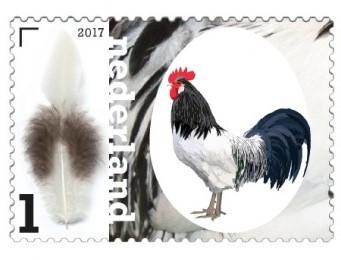 Op de velrand naast de postzegel staat de naam van het kippenras met een beschrijving van de kleur.