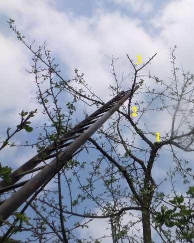 Tijdelijke ladderzetten Puberboom is in de groei: kroon groeit naar boven en buiten.