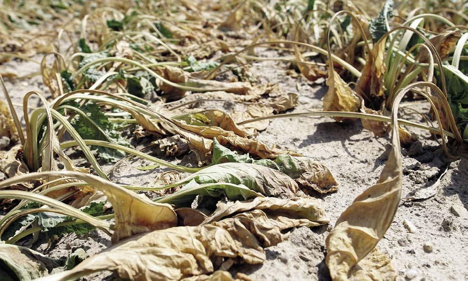 Lagere gewasopbrengsten door extreem droge zomer De hitte- en droogteperiode in de afgelopen zomer had grote gevolgen voor de landbouwproductie in Europa.