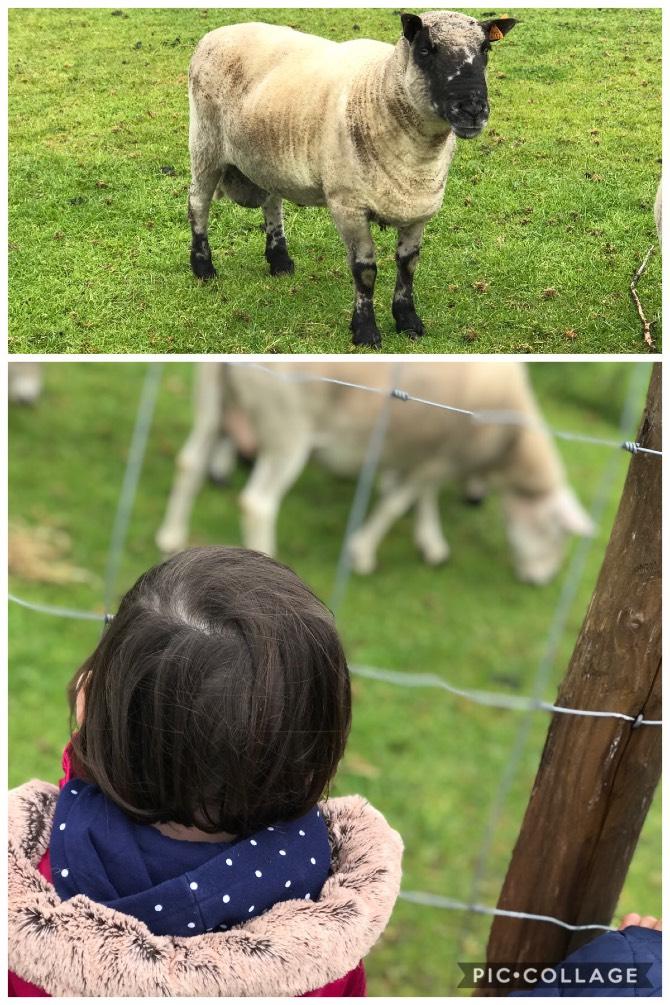 De schapen Ook de schapen waren wel benieuwd en kwamen dichter. Deze schaapjes waren hun wol al kwijt!