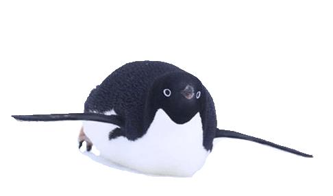Pinguins leven vooral op de Zuidpool. Deze vogels kunnen goed tegen de kou.