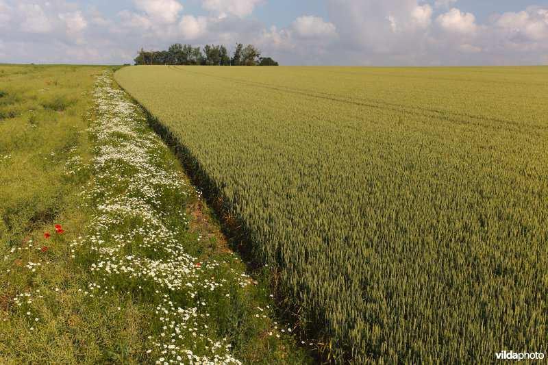 Maatschappelijke