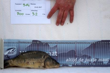 Gefinancierd: Sportvisserij Nederland, KSN, Top Carp. Leeftijd: K2 met een gemiddeld uitzetgewicht van 1300 gram.