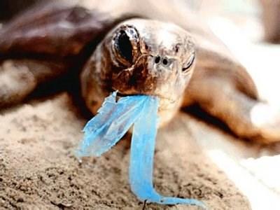 Daar spoelt het vuil aan. Of dieren eten plastic Ze worden ziek Schepen gooien soms olie overboord. Het maakt dieren en planten ziek in de zee.