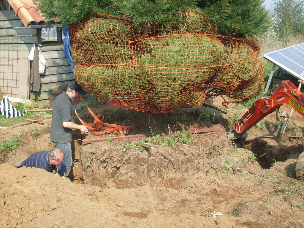 Verplanten Het verplanten van Sequoia bomen dient goed voorbereid te worden en de nazorg is net zo belangrijk. Sequoia s van 1 tot 5 meter kunnen in eigen beheer verplant worden.
