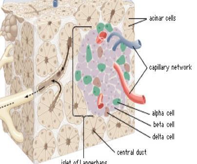 NET Pancreas Incidentie < 1 per 100 000 personen per jaar autopsie studies echter 0,8-10 %