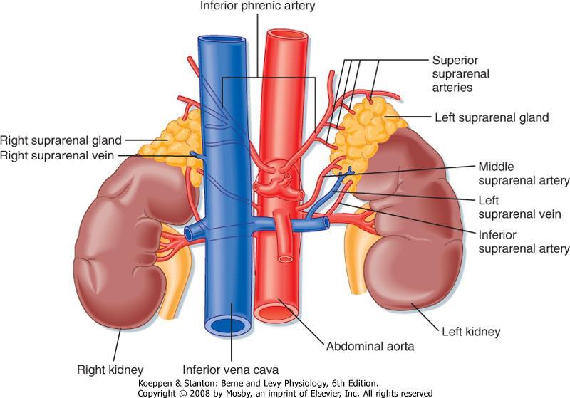Bijnier anatomie Arterieel a.