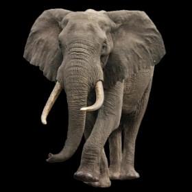 4. Grijpneus De olifant