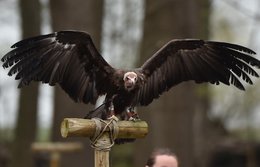 Roofvogels Ontdek tijdens de rondleiding lles over deze prchtige roofdieren. Hoe wordt een roofvogel getrind?