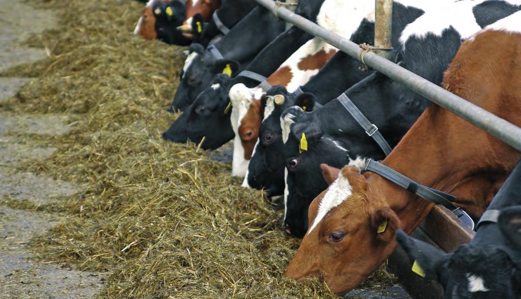 Hoofdstuk 1 Verteringstelsel van de koe 1.1 ORIËNTATIE Koeien eten van nature grassen en kruiden. Deze planten bevatten celwanden die moeilijk afbreekbaar zijn.