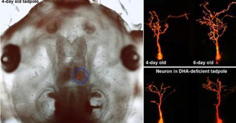 Randbedenkingen rond voeding en neurogenese De rol van (gezonde) vetten bij dendrietontwikkeling (plus voeding met flavonoïden (chocolade, blauwe bessen, ), geen alcohol al