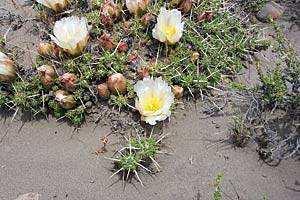 De andere soort Maihuenia patagonica komt wat rommelige over door de manier van groeien Deze planten zie je weinig op beurzen. Stekken kan, maar wel op een bijzondere manier.