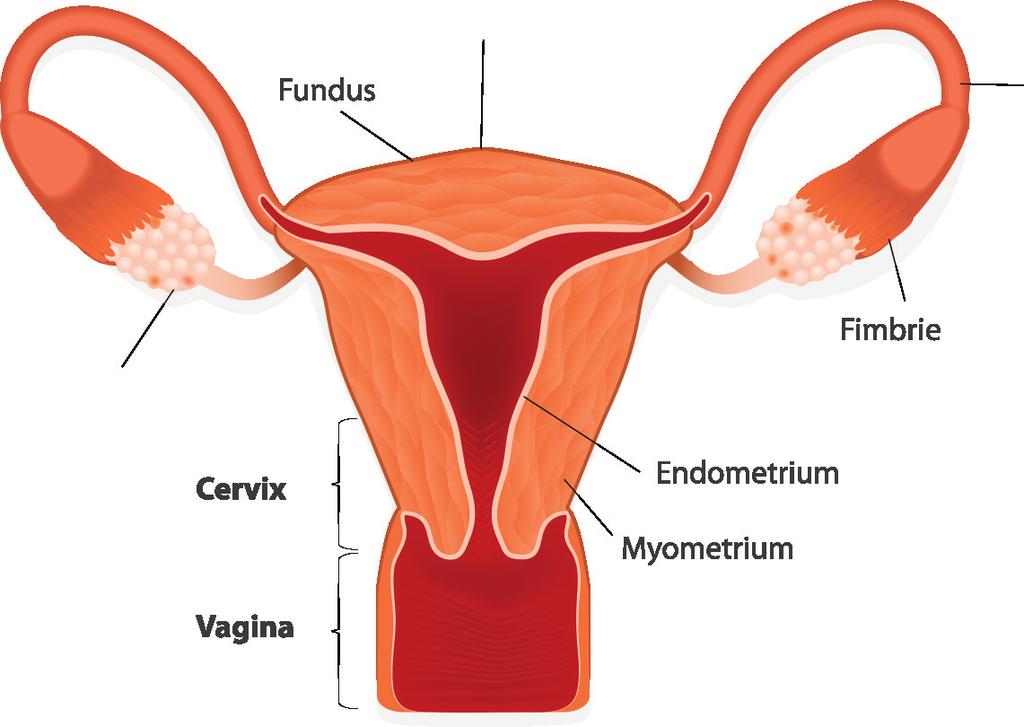 Bij een laparoscopische operatie zijn vaak de baarmoeder, de eileiders of de eierstokken betrokken.