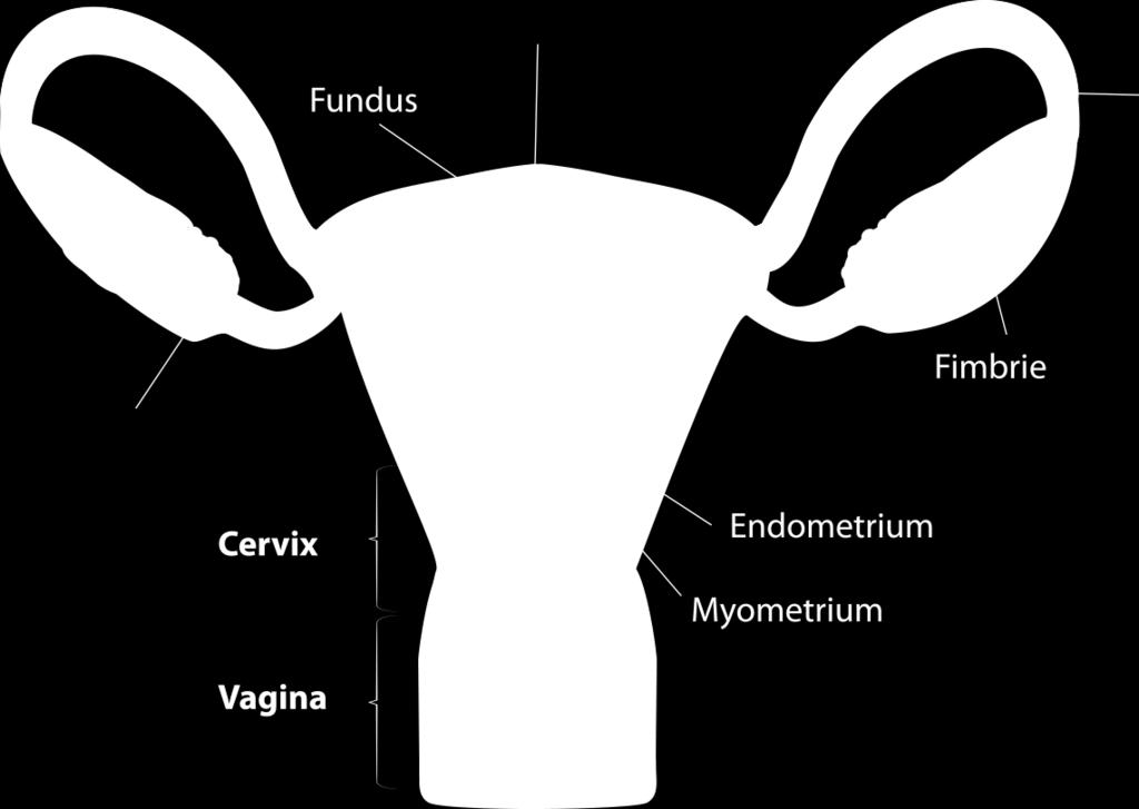 De baarmoeder, eileiders en eierstokken Een normale baarmoeder (uterus) heeft de vorm en grootte van een peer. Aan de brede bovenkant monden twee eileiders (tubae) in de baarmoeder uit.