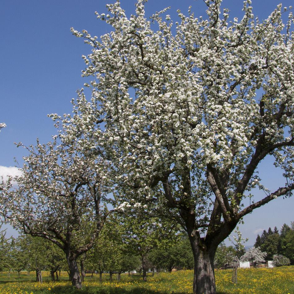 Het aanplanten van jonge fruitbomen kan gebeuren tijdens vorstvrije perioden van november tot april, waarbij de voorkeur uitgaat naar het planten in de late herfst.