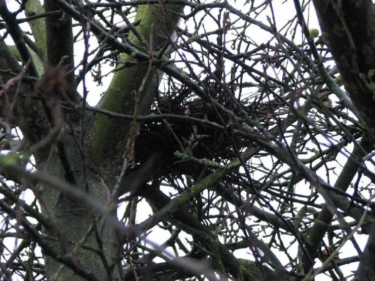 Foto 9: Een nest van een Houtduif