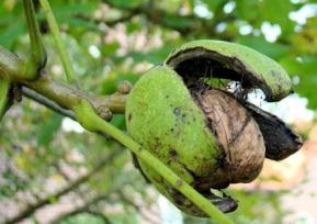 diverse fruitrassen waaronder een behoorlijk aantal walnoten.