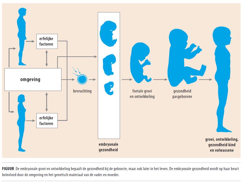 Het kwetsbare begin; embryonale en foetale gezondheid Sociale
