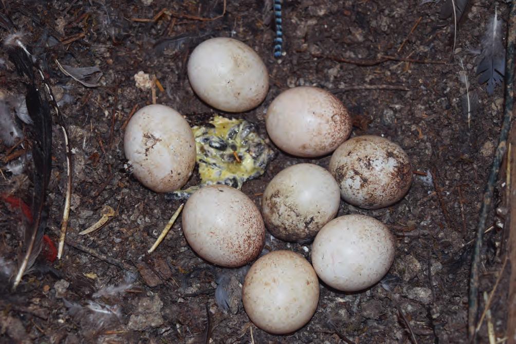 Jaarverslag broedseizoen 2018 Bosuillegsel met acht eieren. Fotograaf: Frank Peeters 4.11. Gekraagde roodstaart Van de Gekraagde roodstaart zijn gegevens binnengekomen uit 18 gebieden.