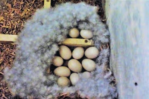 Jaarverslag broedseizoen 2018 Het broedsucces uit deze kasten was 44,4%. De twee legsels hadden 10 eieren (9 eieren gemiddeld), die allemaal uitkwamen maar waarvan er maar acht uitvlogen (44,4%).