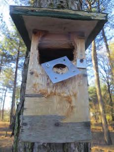 Spechtenschade Overal in het land worden nestkasten tegen spechtenschade beschermd door metalen plaatjes rond het invlieggat.
