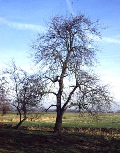 Vormherstel van de boom Soms terug naar oude kroonvorm of nieuw model Balans tussen breedte en hoogte herstellen Vaak zuigers