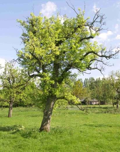 Bepalen vitaliteit boom Kijken naar dood hout Kijken naar nieuw hout Kijken naar hoeveelheid (bloem)knoppen