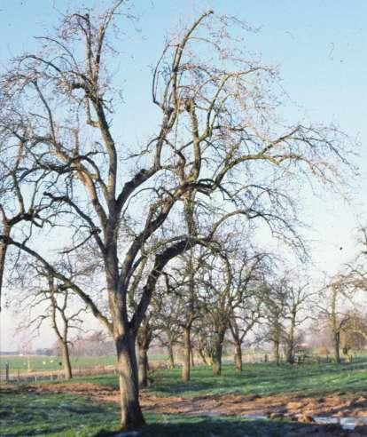 Beoordeling van de boomgaard Eerst boomgaard in geheel bekijken en beoordelen Hoe is vitaliteit bomen