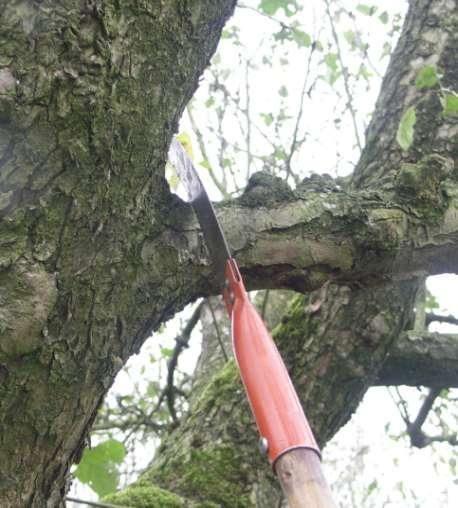 Snoeitechniek Dikke takken afzagen in delen en met behoud van takkraag Zuigers in delen uit de boom halen Soms