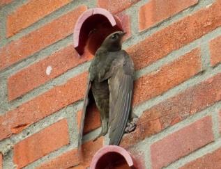 3.1.3 KUNSTMATIGE NESTVOORZIENINGEN IN EN AAN GEBOUWEN Er bestaan verschillende standaard nestvoorzieningen in en aan gebouwen voor vogels.