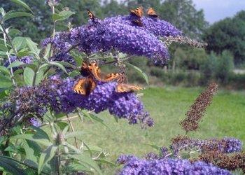 Figuur 5: vlinderstruik in gebruik als rijke nectarbron - Esthetische functie nabij gebouwen; - Verhogen van bloemaanbod voor dagvlinders; - Verlagen waterverbruik.